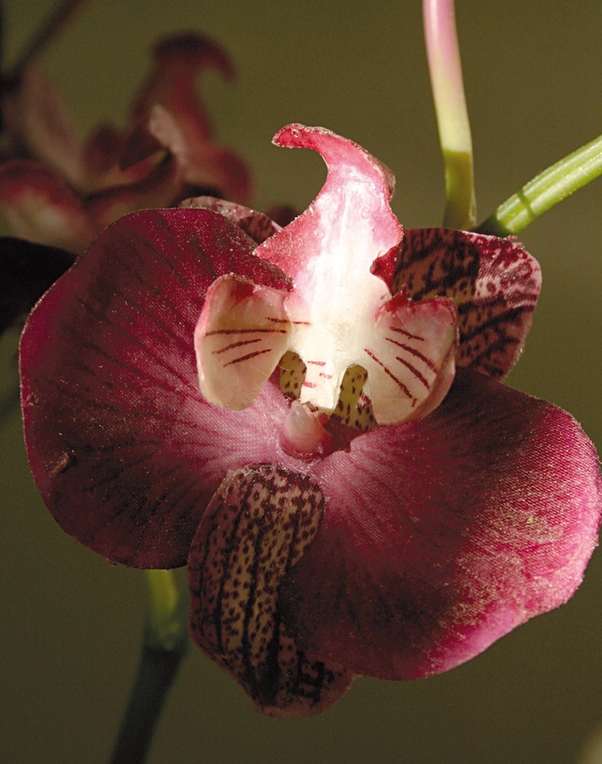 2579 420 a2 Пластиковая орхидея Phalaenopsis, ваза с водой, 80 см, real touch, вишня H-andreas 