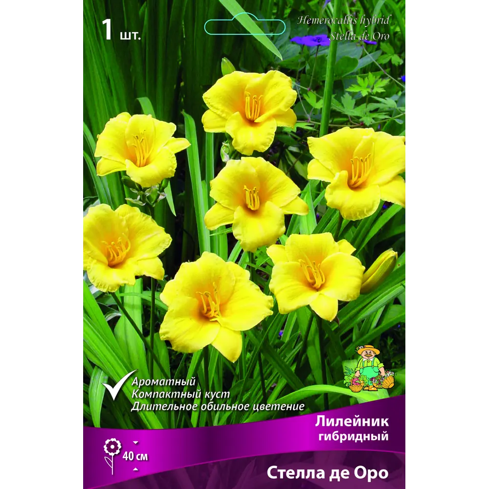 Лилейник гибридный Стелла де оро луковица I 88295011 STLM-2084124 Santreyd 