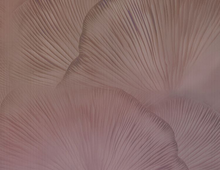 Нетканые обои Tecnografica Natural Shapes ARCH-00044355 - Вид №9