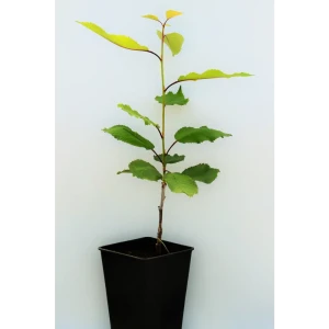 Черешня «Бряночка» 1 год 12.5x30-50 см 82610472 STLM-2127297