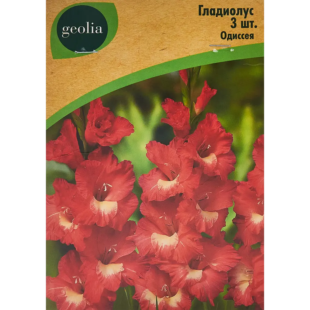 Гладиолус крупноцветковый Одиссея Geolia 3 шт 86408550 STLM-2098145 
