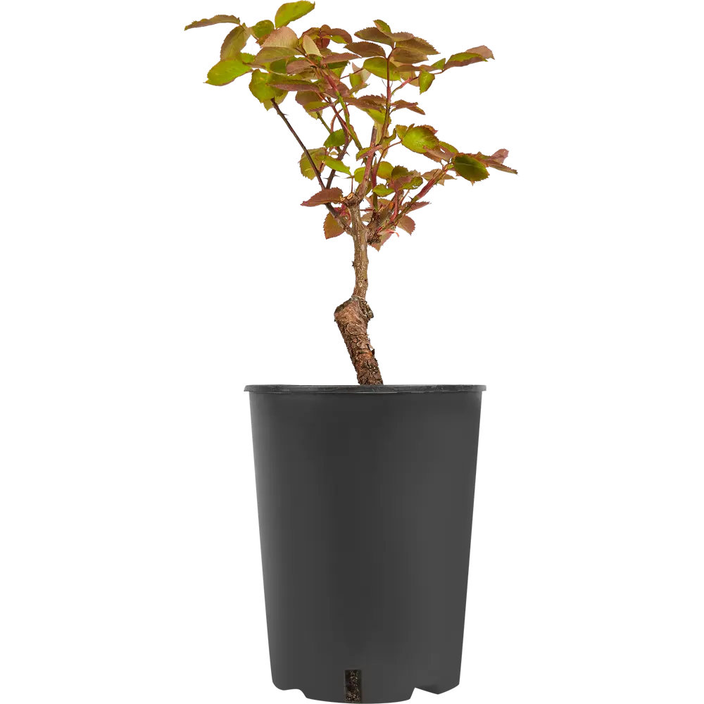 PLANTMARKET Чайно-гибридная роза Double Delight с двухцветными бутонами 84827544 STLM-1572846 - Вид №1