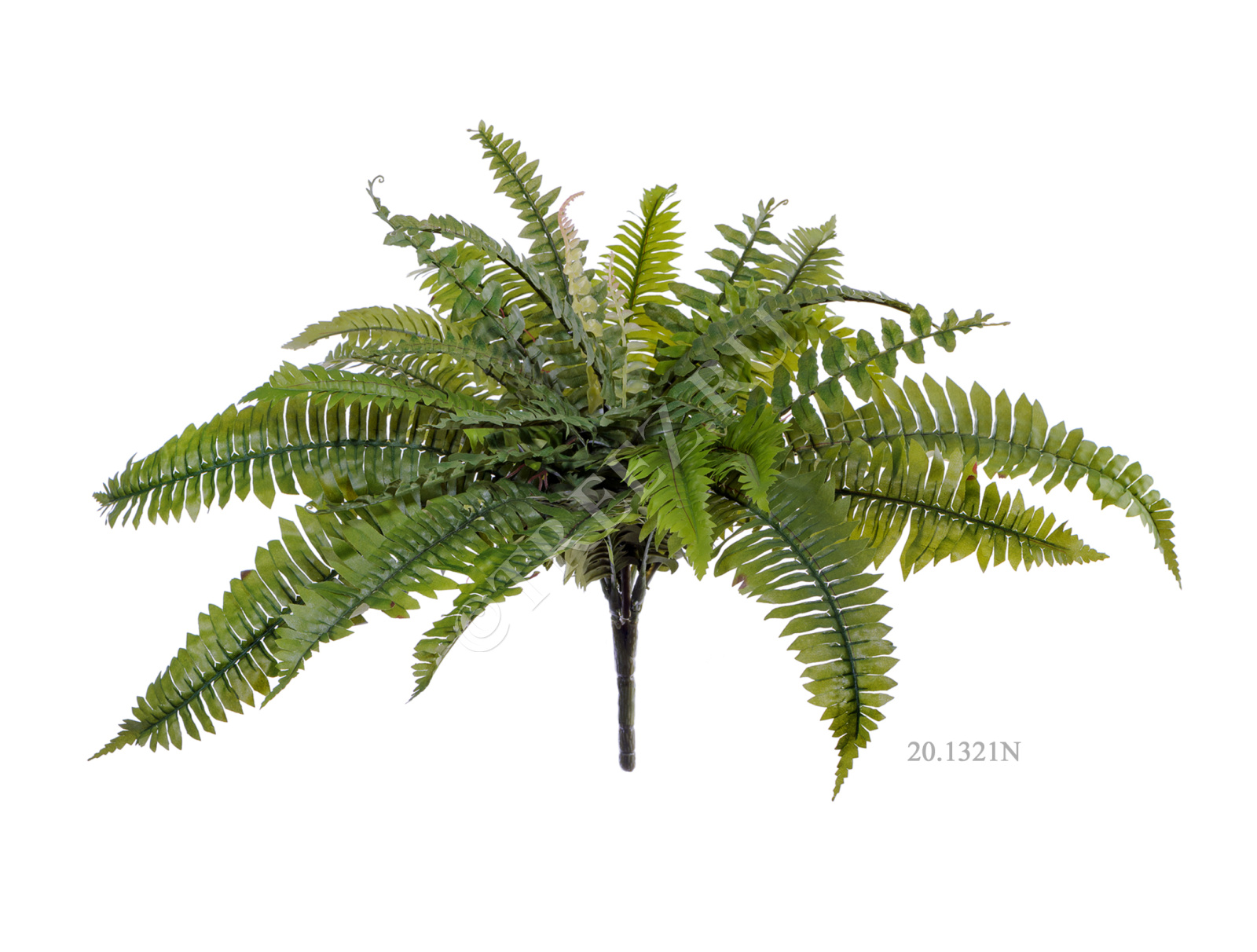 20.1323N Папоротник Бостон Цветочная коллекция  - Вид №2