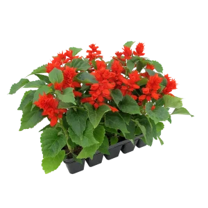 Сальвия, 10 шт. 82253942 STLM-2106251