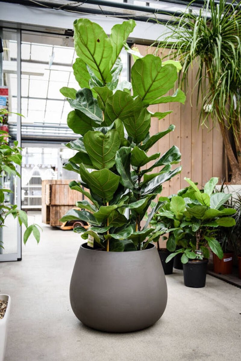 Бетонный низкий садовый горшок SWISSPEARL Softline ARCH-00017994 - Вид №1