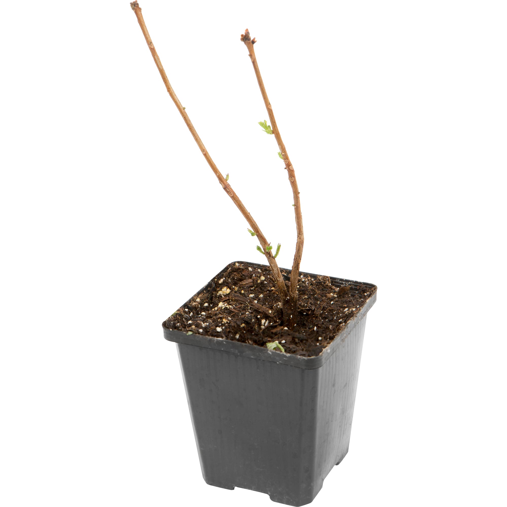 82176113 Азалия нэп-хилл «Фаербол» P9 Santreyd  - Вид №2