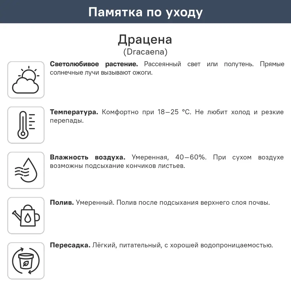Драцена Маргината ø21 h115 см 89434540 STLM-2102751 Santreyd  - Вид №1