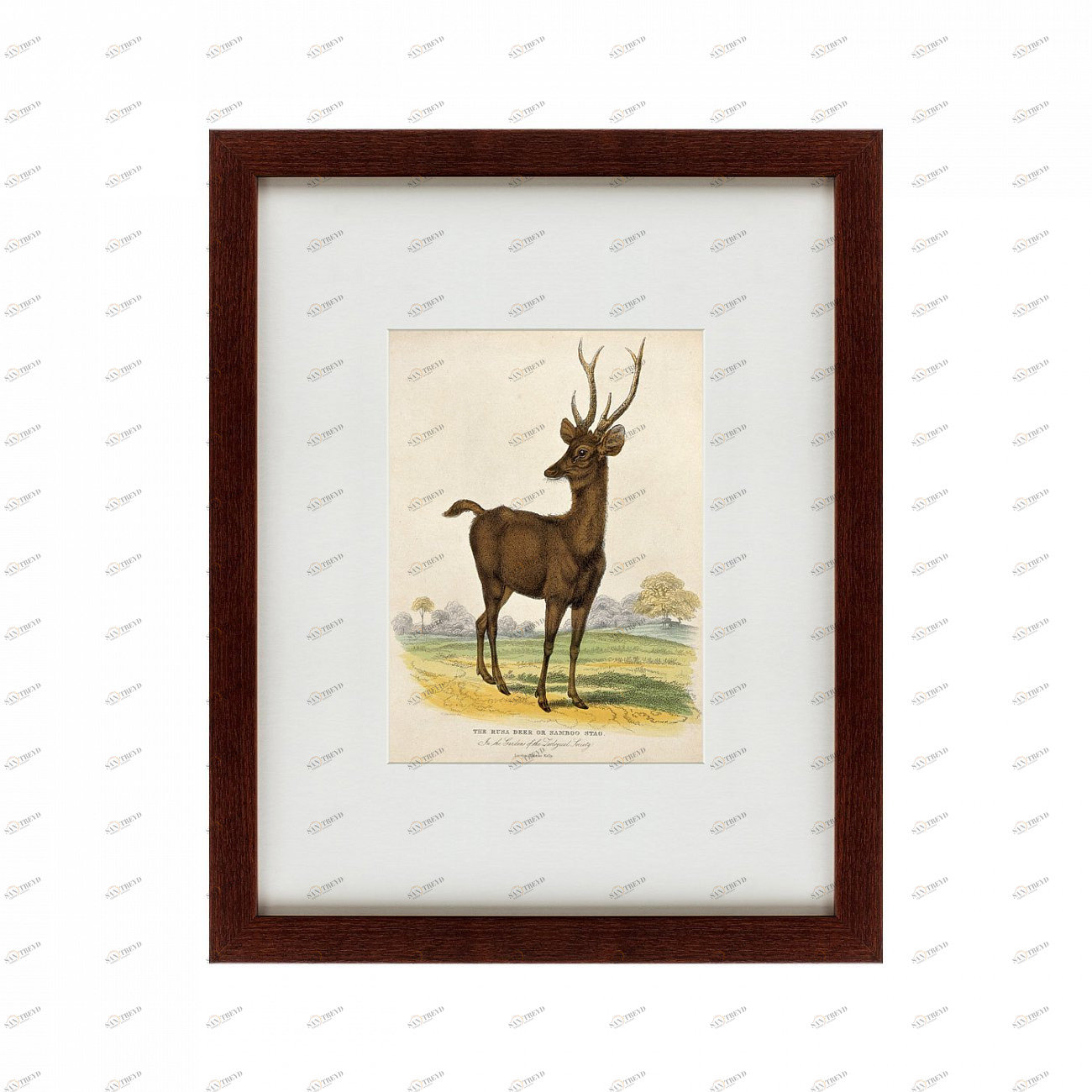 Литография на тонированной бумаге 42х52 см A Rusa deer, 1830 КАРТИНЫ В КВАРТИРУ  135648 Бежевый;белый;коричневый;разноцветный 