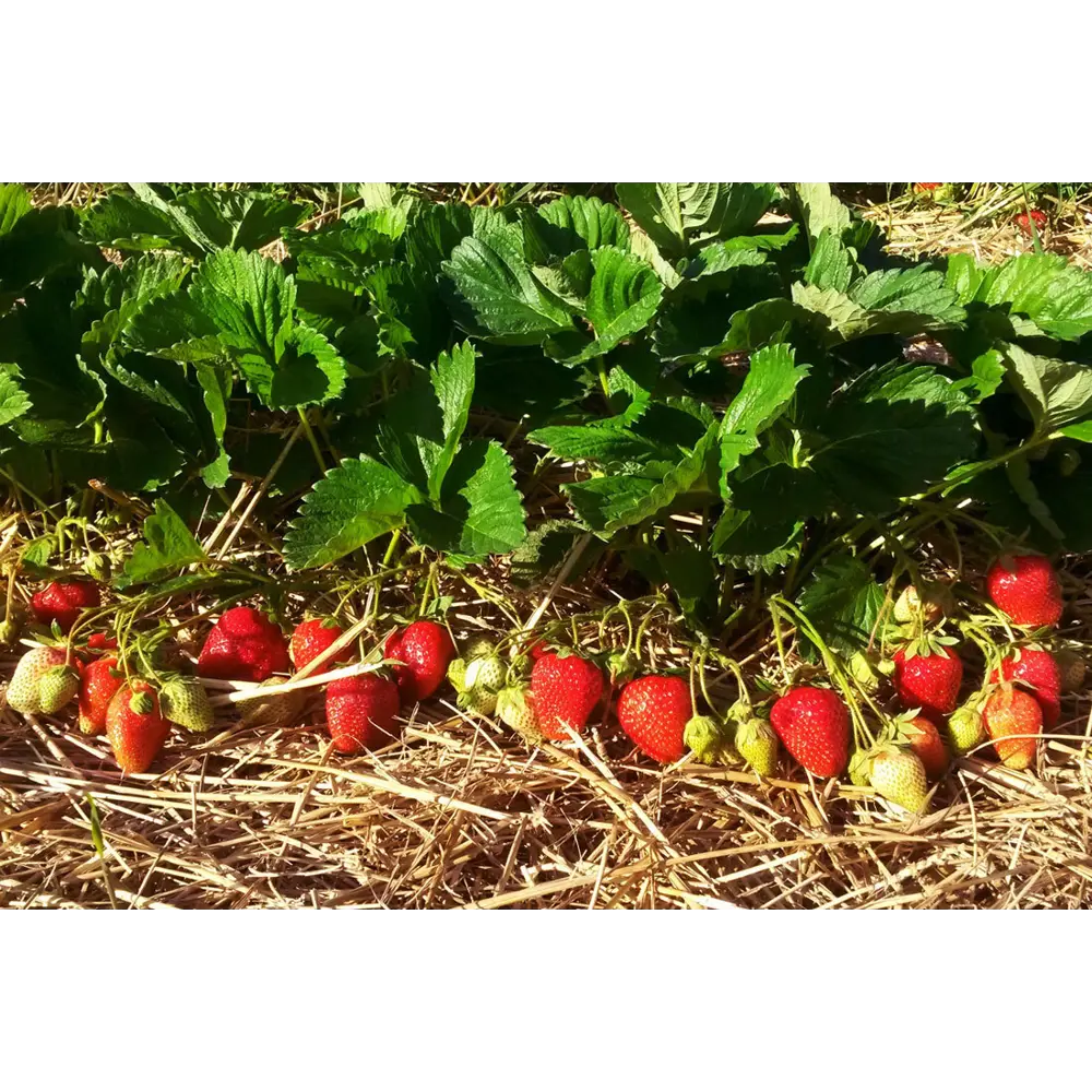 Земляника садовая Роксана ø9 h20 см 87691187 STLM-2032460 PLANTMARKET 