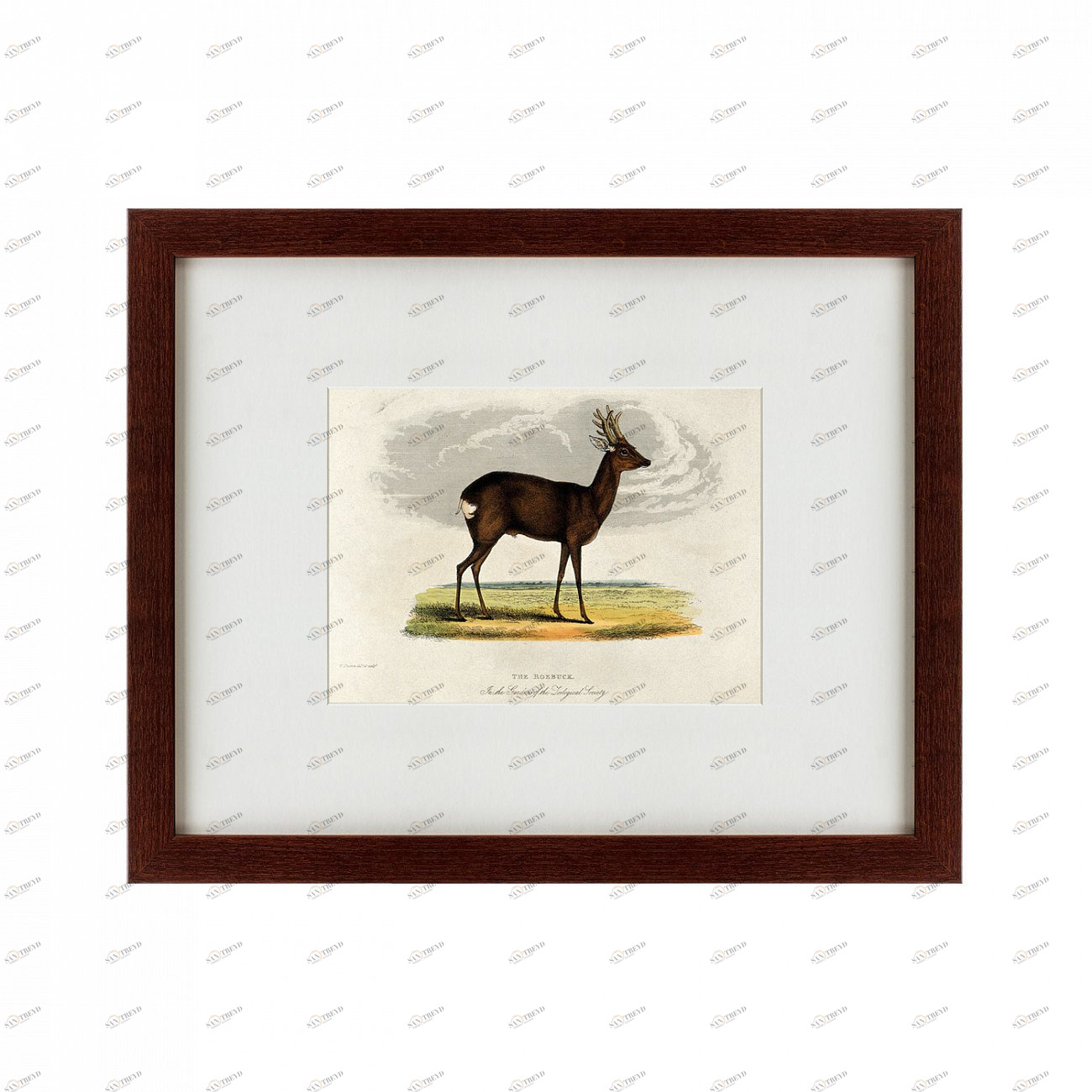 Литография на тонированной бумаге 42х52 см A roebuck, 1830 КАРТИНЫ В КВАРТИРУ  135640 Белый;коричневый;разноцветный 