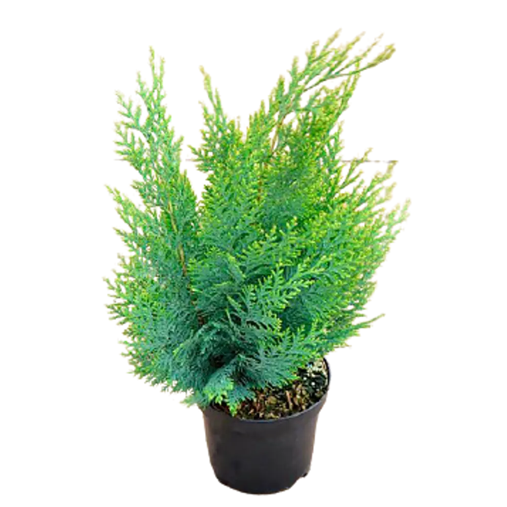 Кипарисовик Лавсона Уайт Спот ø22 h70 см 84834149 STLM-2018023 PLANTMARKET 