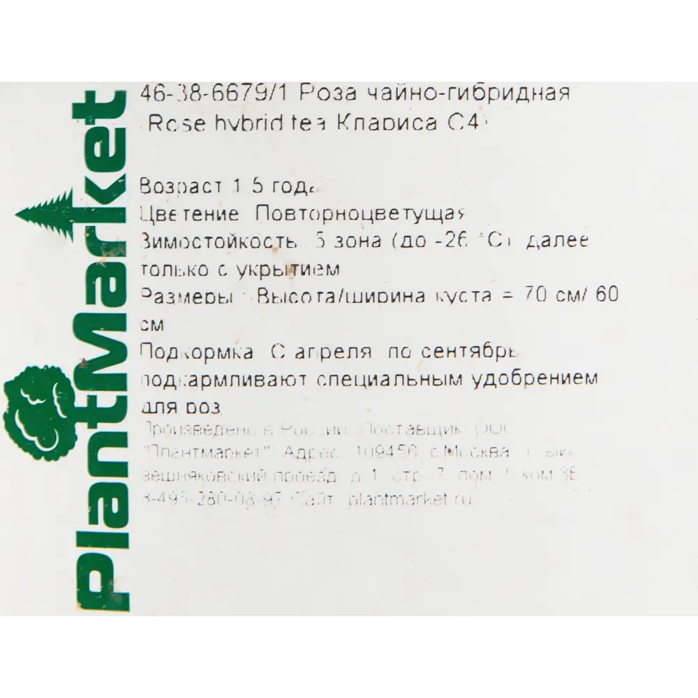 Роза чайно-гибридная «Клариса» красная 19x55 см 82625080 STLM-2163872 PLANTMARKET  - Вид №1