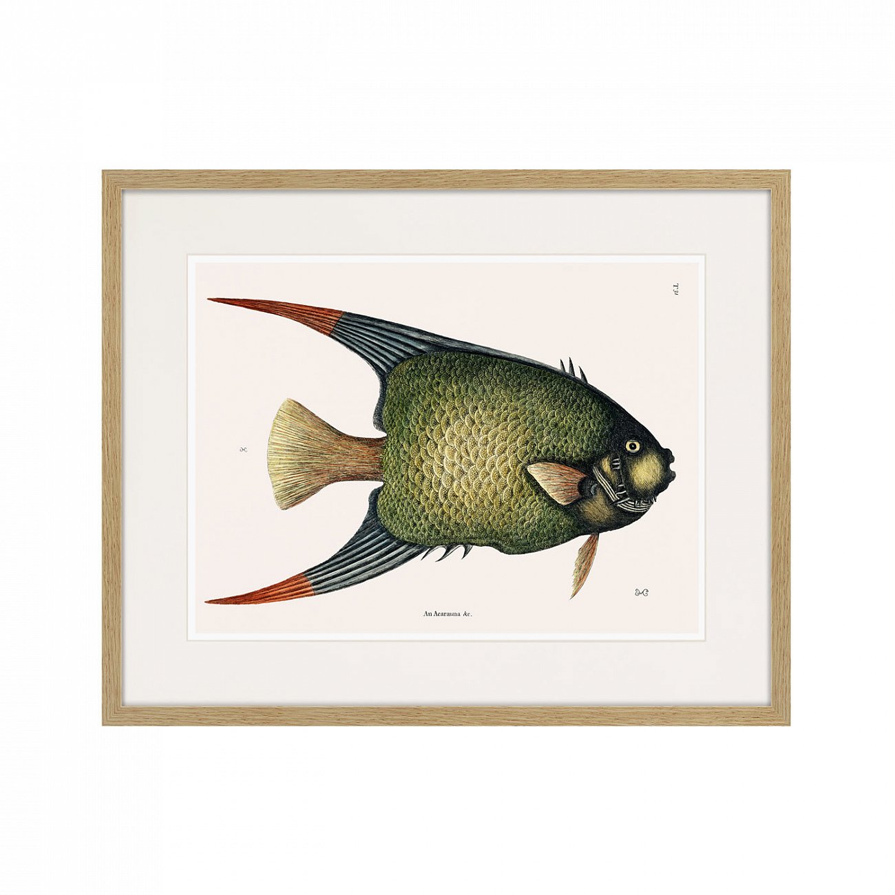 Литография на тонированной бумаге 52х42 см Marine life №3, 1725г. КАРТИНЫ В КВАРТИРУ  264305 Белый;коричневый;разноцветный  - Вид №1