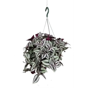 Santreyd Традесканция Зебрина — полосатая красота для интерьера 89394868