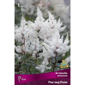 Астильба японская Рок Энд Ролл - корневище многолетнего растения 89433473