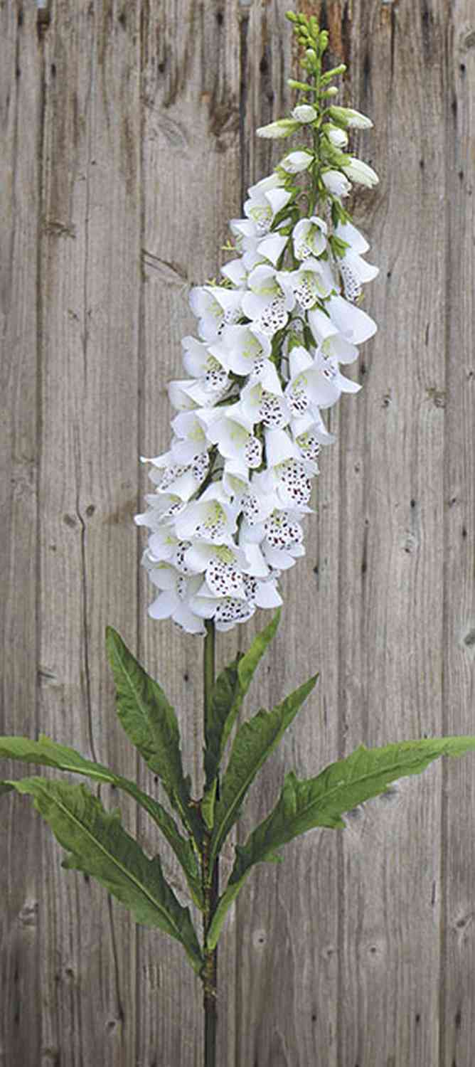 3223 778 a3 Наплечные перчатки искусственные (Digitalis), 127 см, бежево-белые H-andreas  - Вид №1