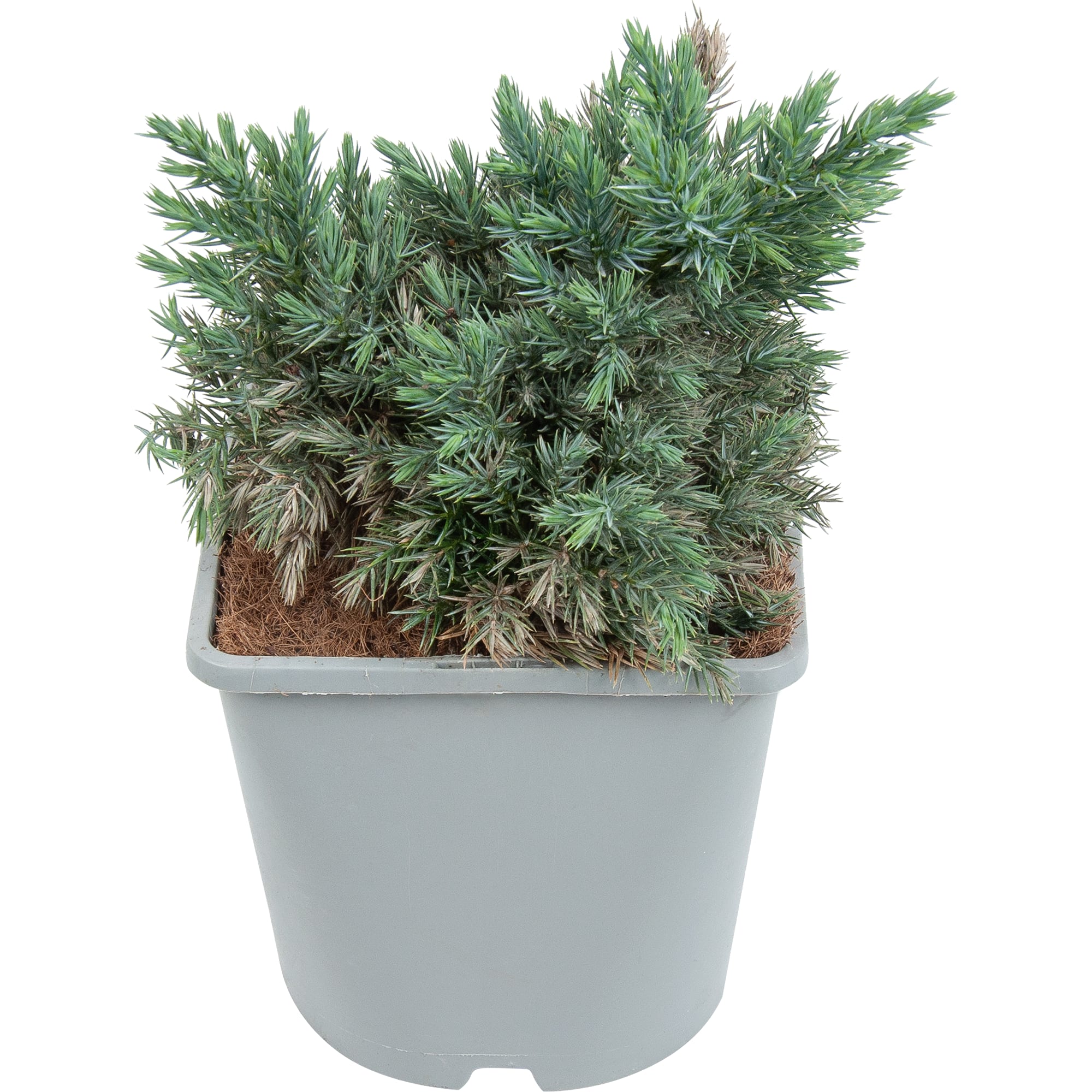 82621053 Можжевельник «Блю стар»13x15 см Santreyd 