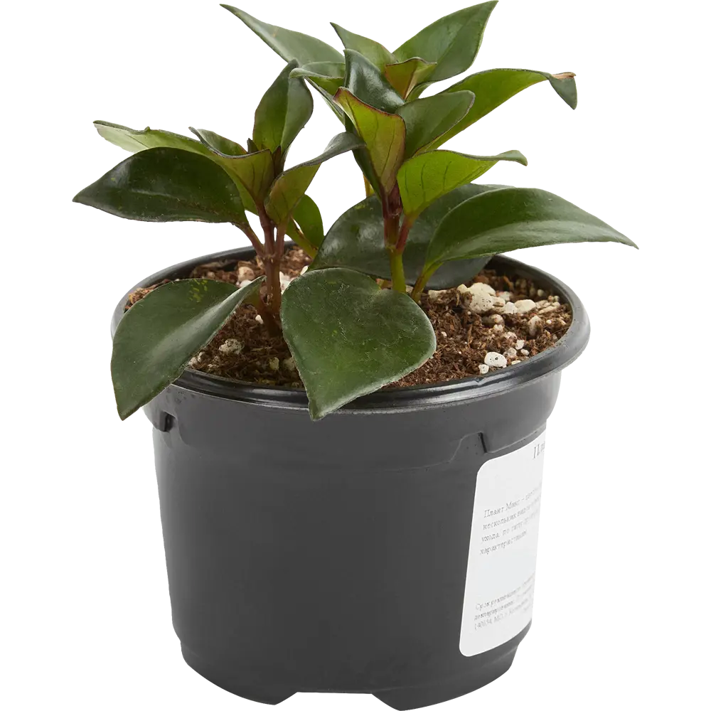 Santreyd Плант микс — живая композиция для интерьера 25 см 82741530 STLM-0035256