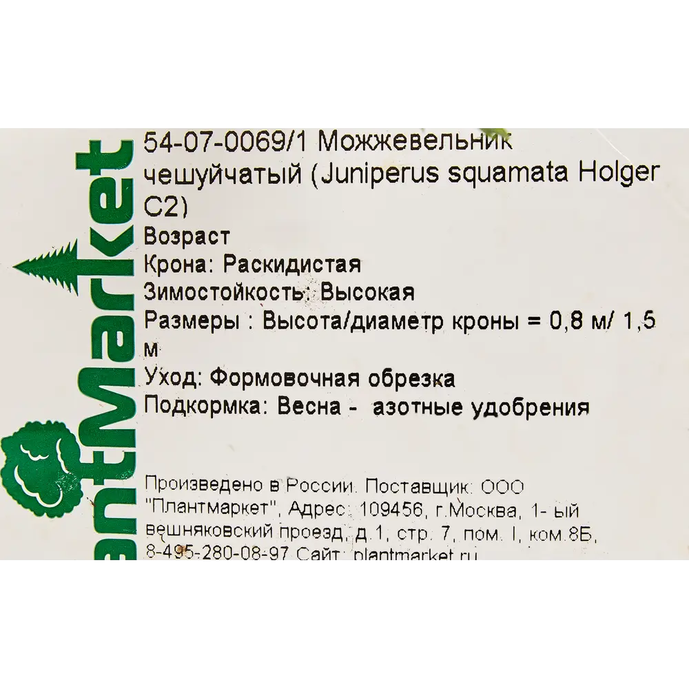 Можжевельник чешуйчатый «Холгер», С2 18470238 STLM-2142520 Santreyd  - Вид №1