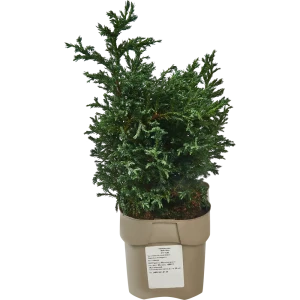 Кипарисовик Вайт Блю ø17 h30 см 87548366 STLM-2042956