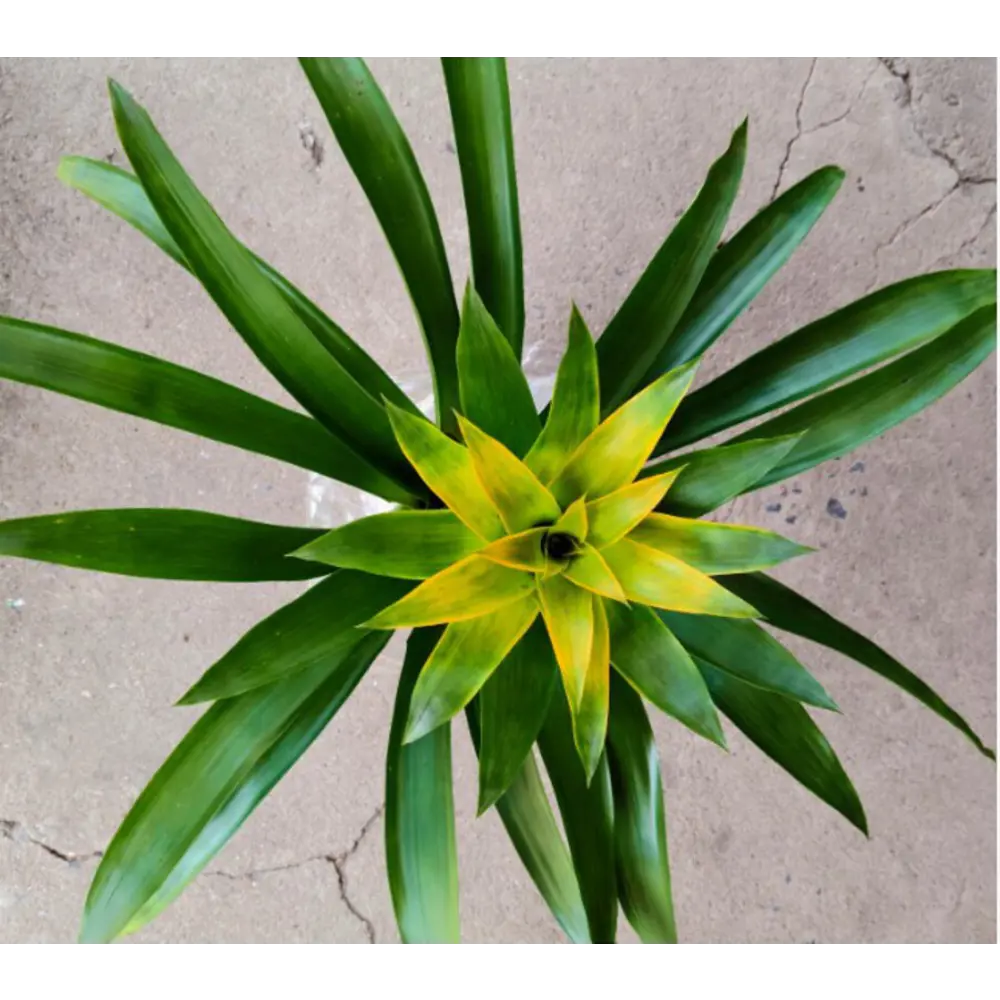 Гузмания Хильда ø13 h60 см Santreyd STLM-2071488