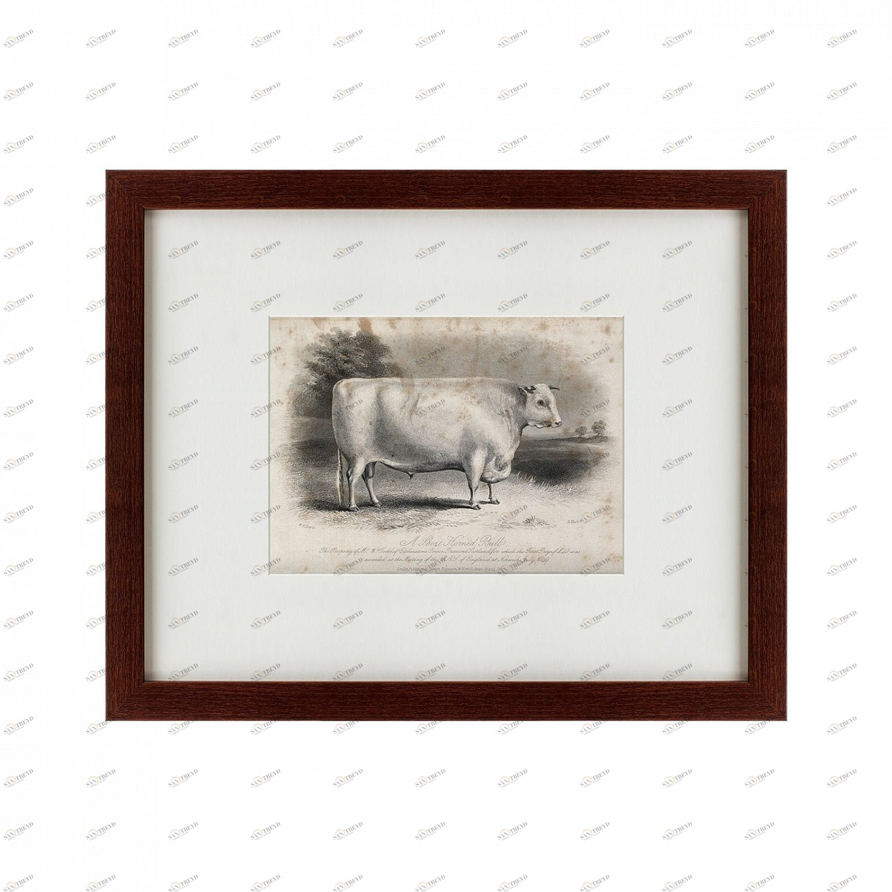 Литография на тонированной бумаге 42х52 см A short horned bull, 1849 КАРТИНЫ В КВАРТИРУ  135686 Бежевый;белый;серый;разноцветный 