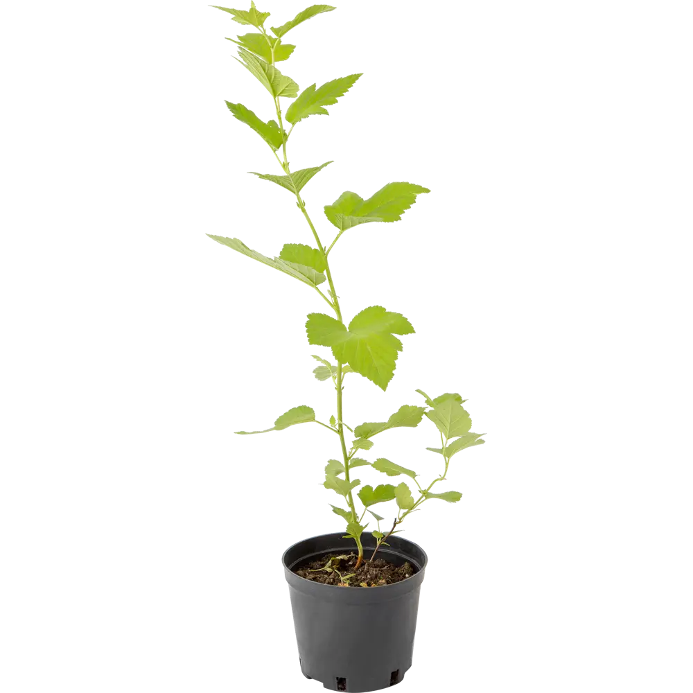 Пузыреплодник калинолистный «Лютеус» C1.5 82174050 STLM-2198331 PLANTMARKET 