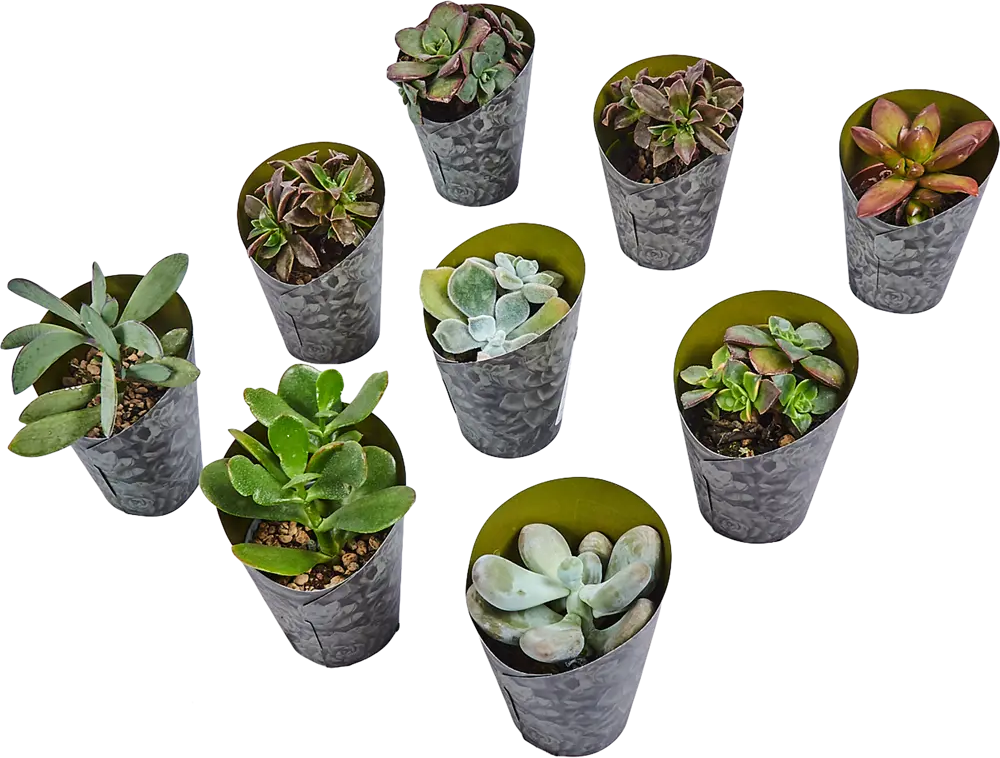 Santreyd Суккулент микс — живой декор для интерьера 82894901