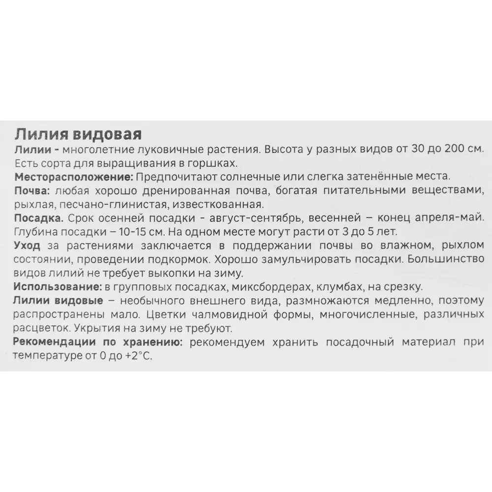 Лилия GEOLIA Блэк Бьюти - малиновое украшение сада 86408621 STLM-1566703 - Вид №3