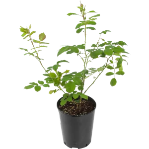 Роза канадская «Морден Руби» 19x55 см