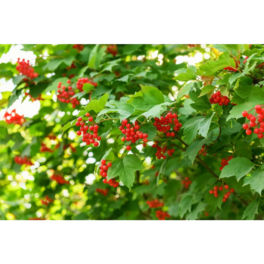 Калина обыкновенная C1.5 89465365 STLM-2209390 PLANTMARKET 