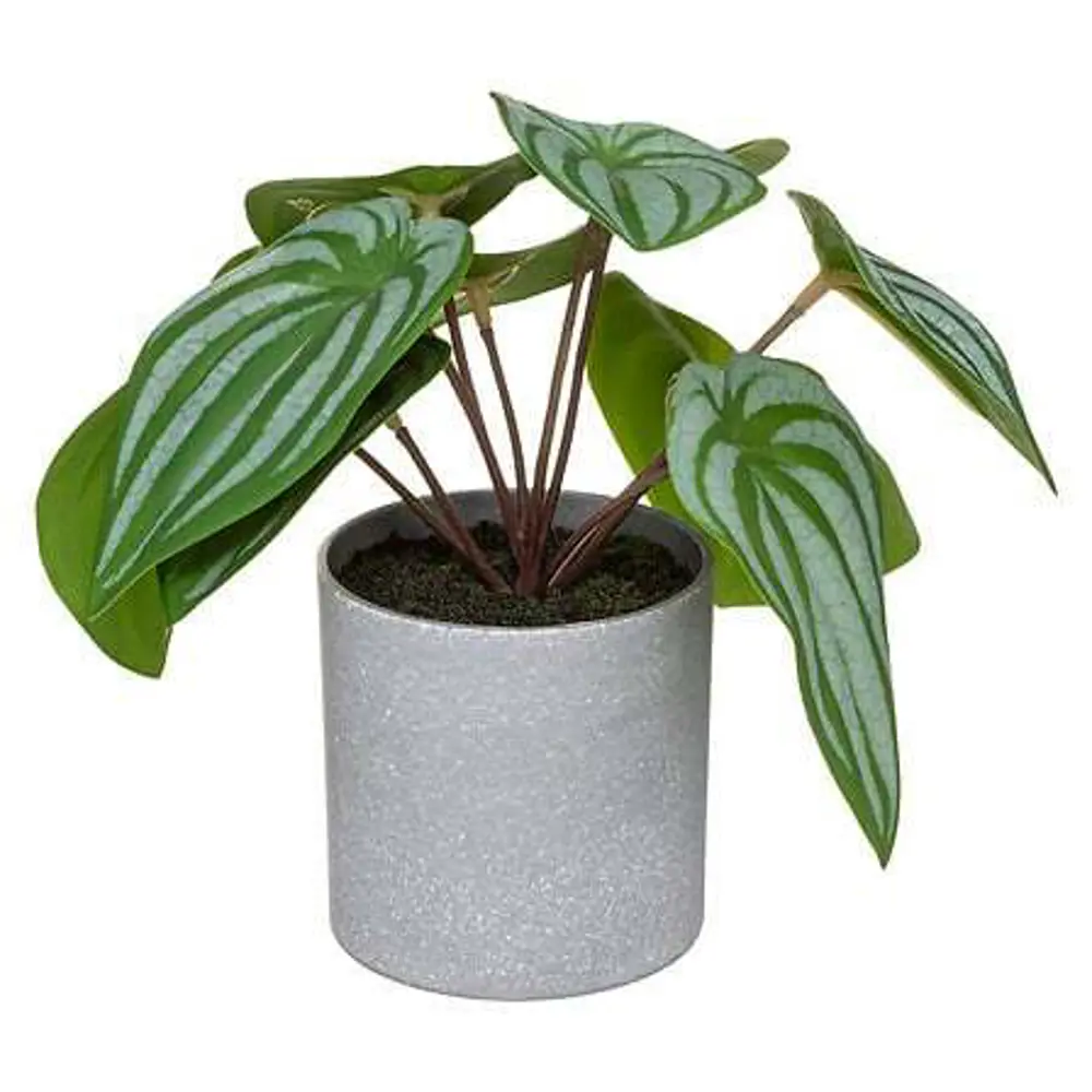 Искусственное растение в пластиковом горшке Atmosphera Калатея D17x18 см микс 87051756 STLM-2147170  - Вид №3