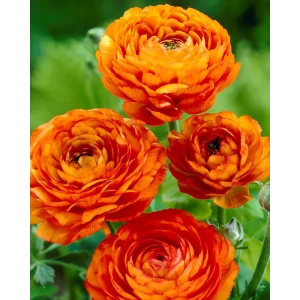Лютик азиатский Ориндж от ПОИСК - оранжевые полумахровые цветы для сада 89381390