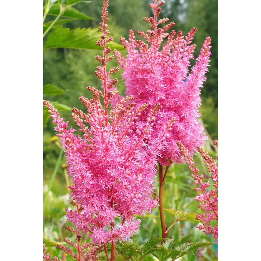 Астильба «Аметист» 15x45 см 82625221 STLM-2173501 PLANTMARKET  - Вид №2