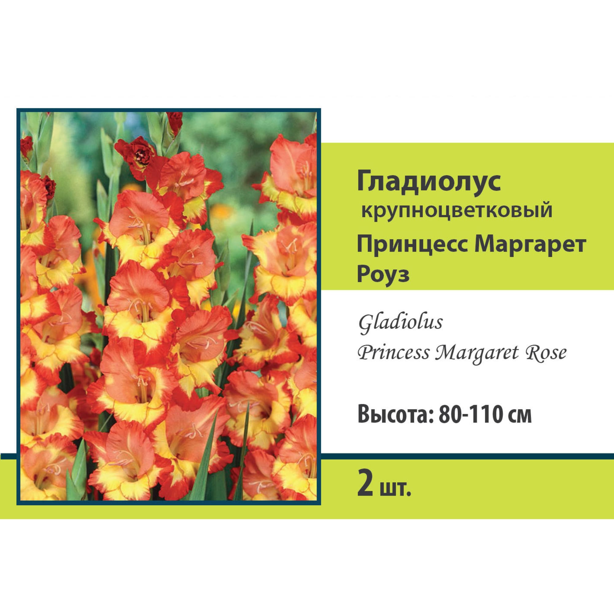 83596933 Гладиолус крупноцветковый Принцесс Маргарет луковица 10/12 Santreyd 