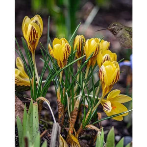 ПОИСК Крокус Джипси Герл - луковицы для раннего цветения 89381272