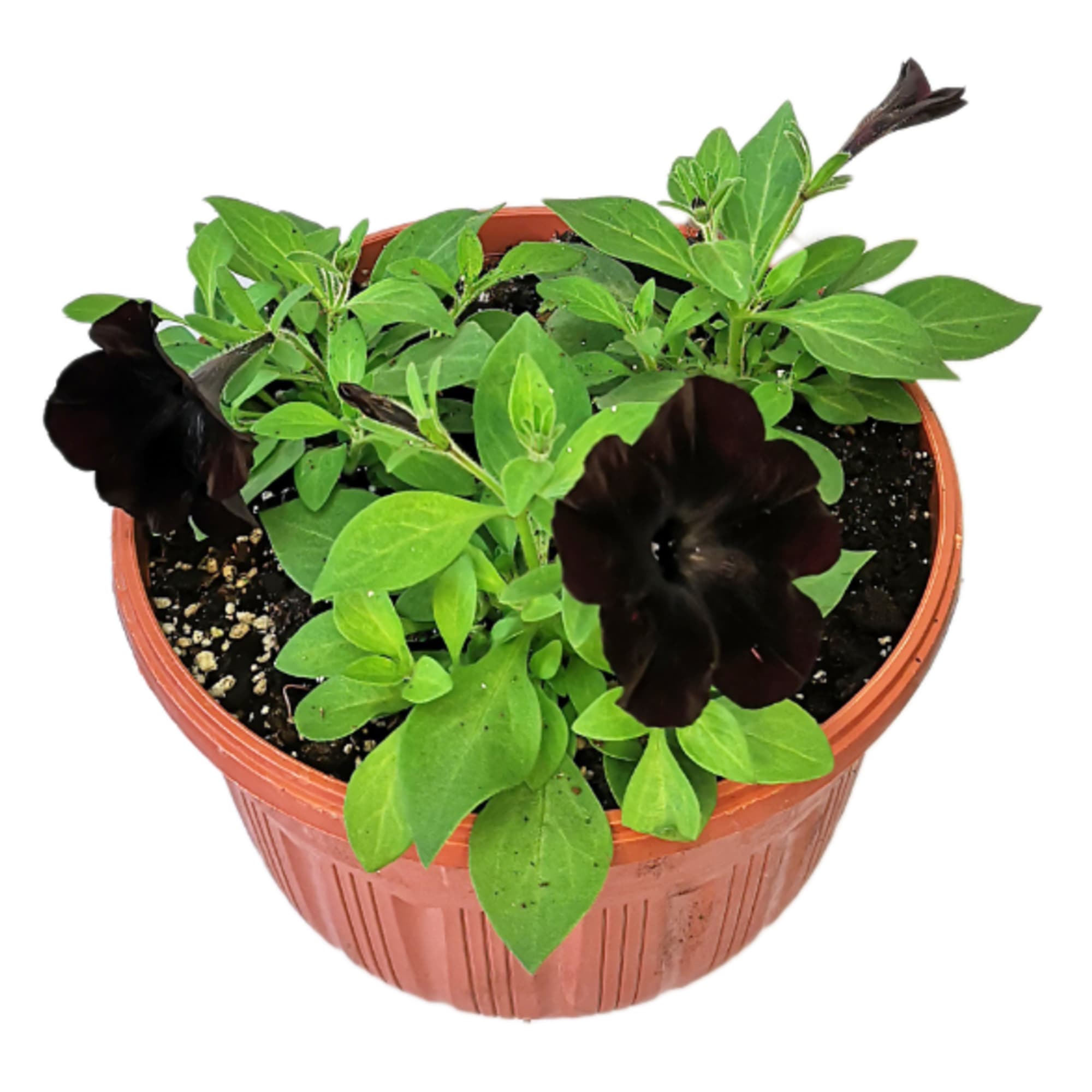 89836775 Петуния Софистика Блэкбери ø21 h10 см Santreyd 