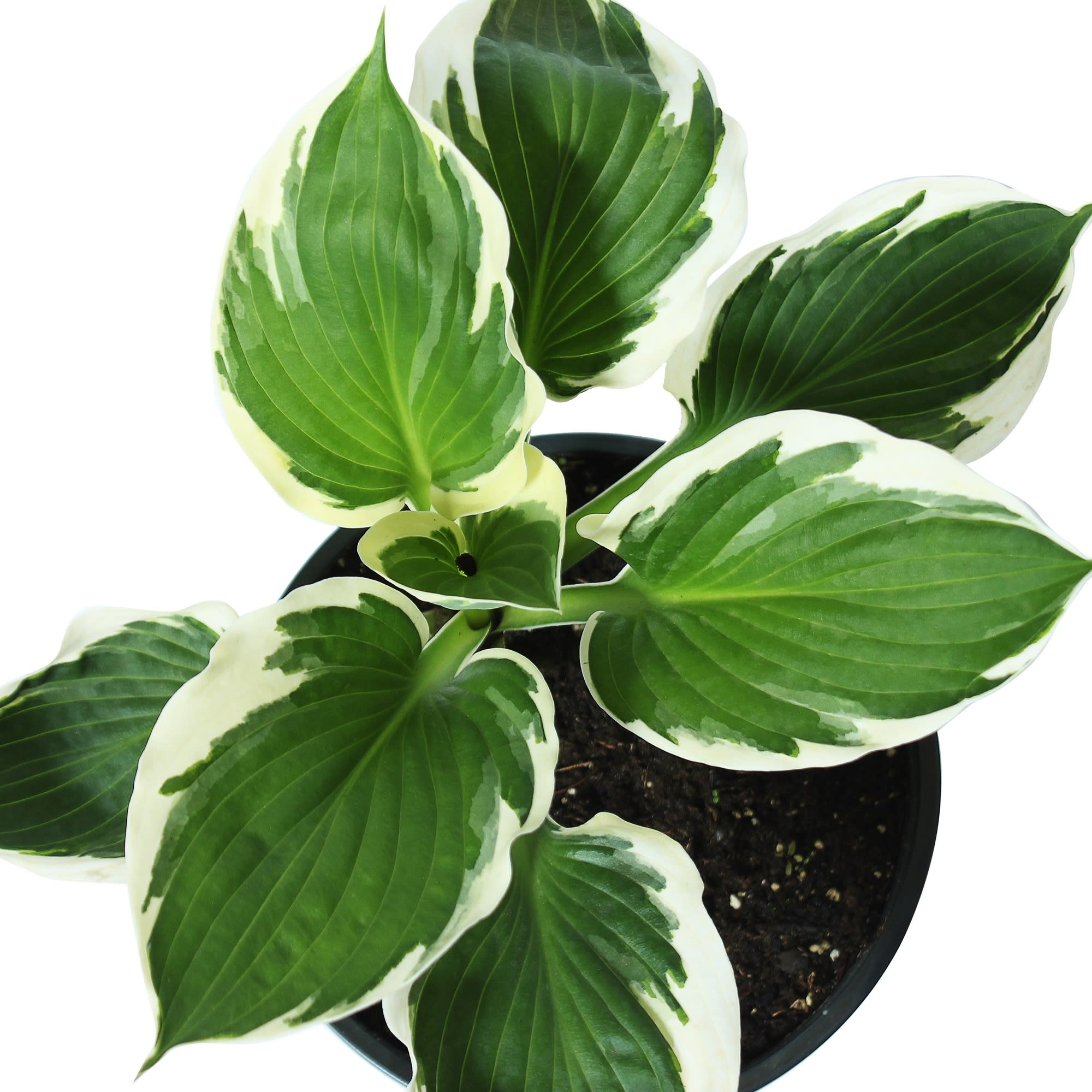 81968611 Хоста Форчуна «Патриот», контейнер 1.5 л Santreyd  - Вид №1