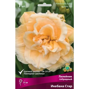 Лилейник гибридный Икебана Стар 82530543 STLM-2201049