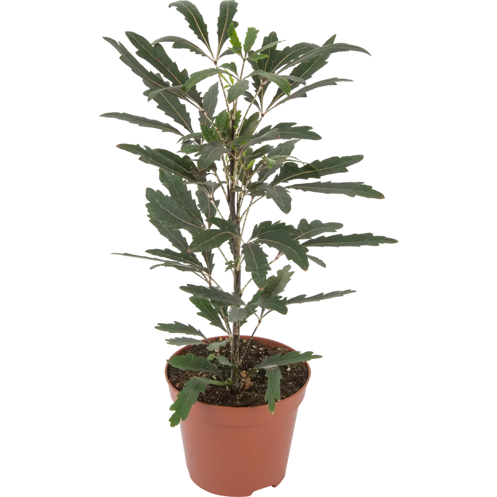 Santreyd Шеффлера мик — декоративное растение для интерьера 82932704 STLM-0038097