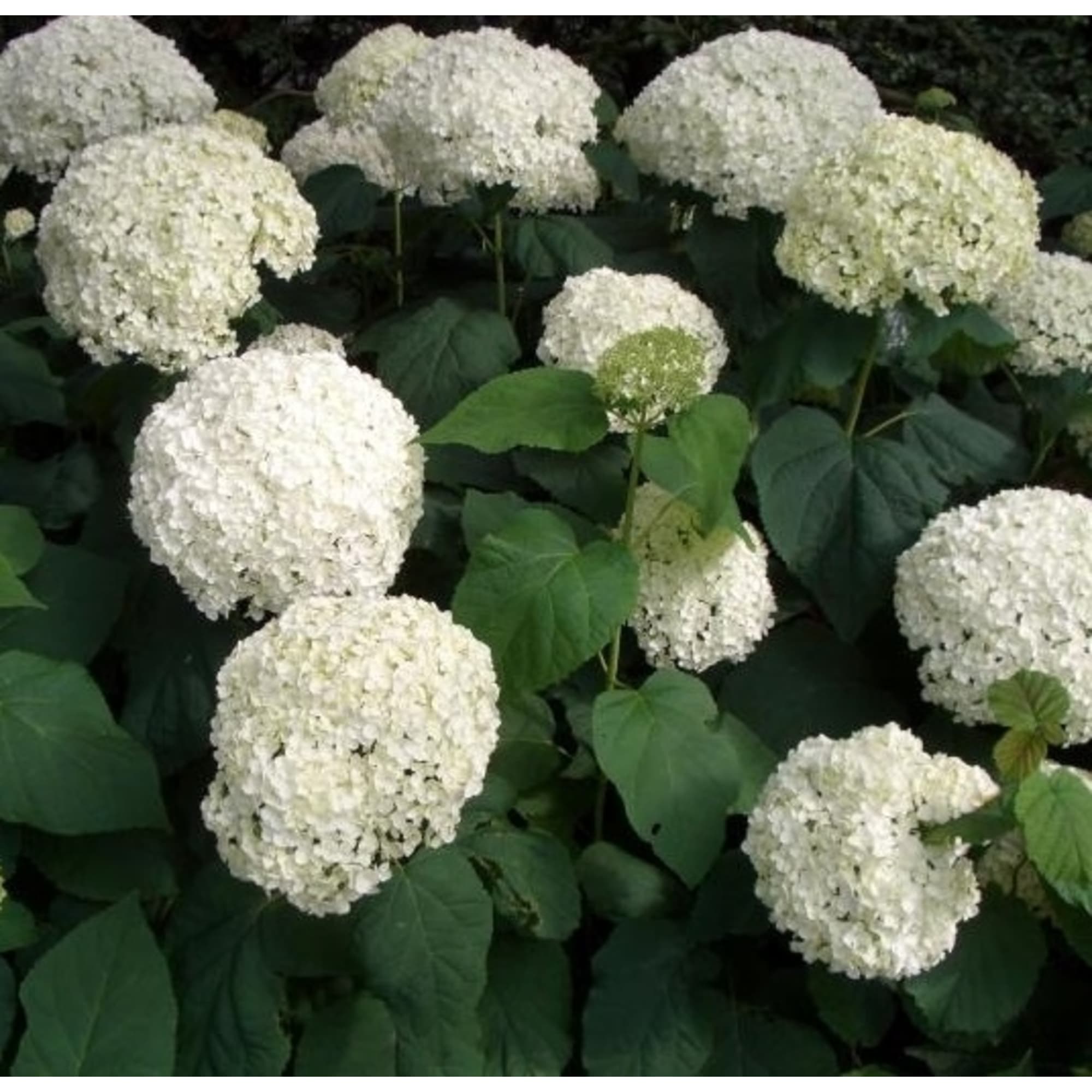 83539223 Гортензия древовидная 9x30 см Santreyd 