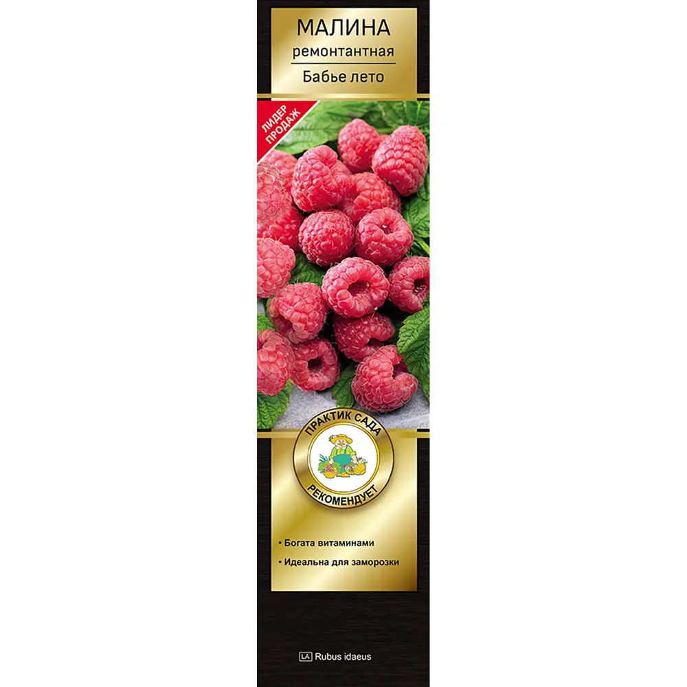 Малина ремонтантная Бабье лето коробка h39 см 89408211 STLM-2094613 Santreyd 