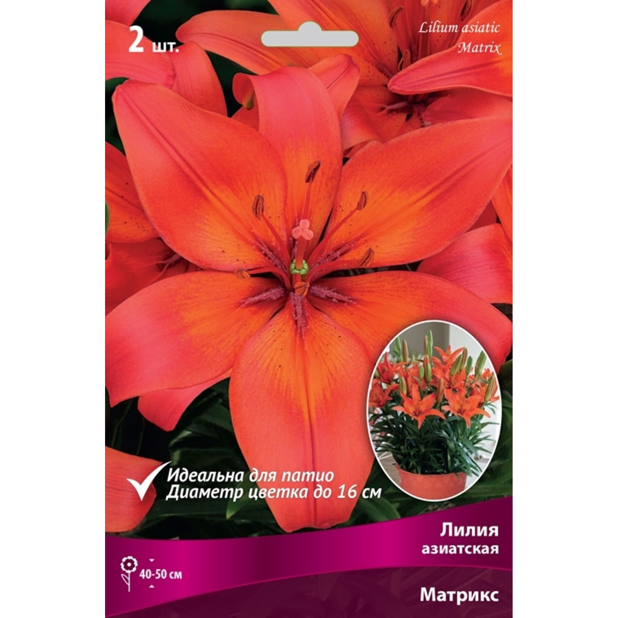 82319574 Лилия азиатская «Матрикс», размер луковицы 14/16 Santreyd  - Вид №2