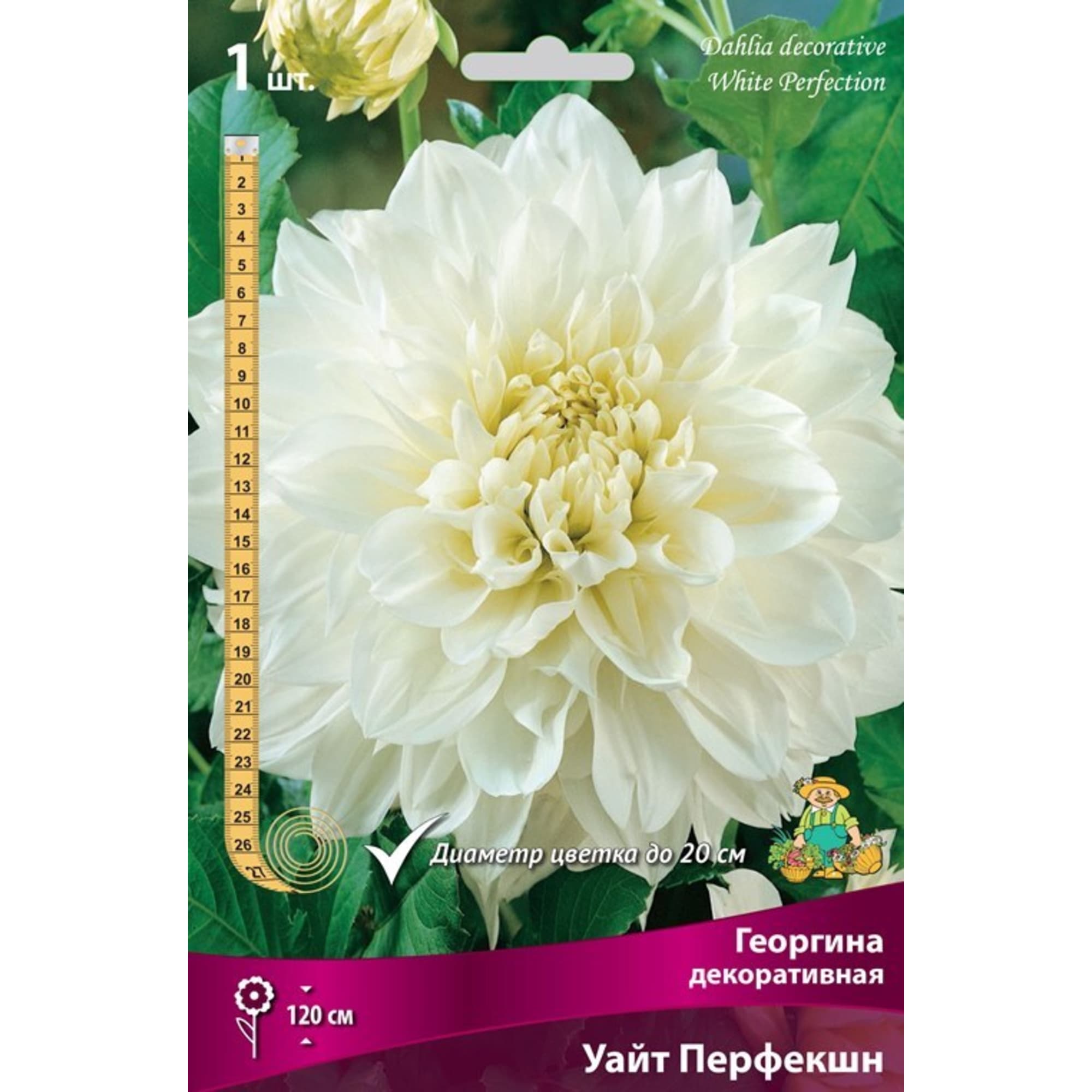 83593831 Георгина декоративная Уайт Перфекшн луковица I Santreyd 