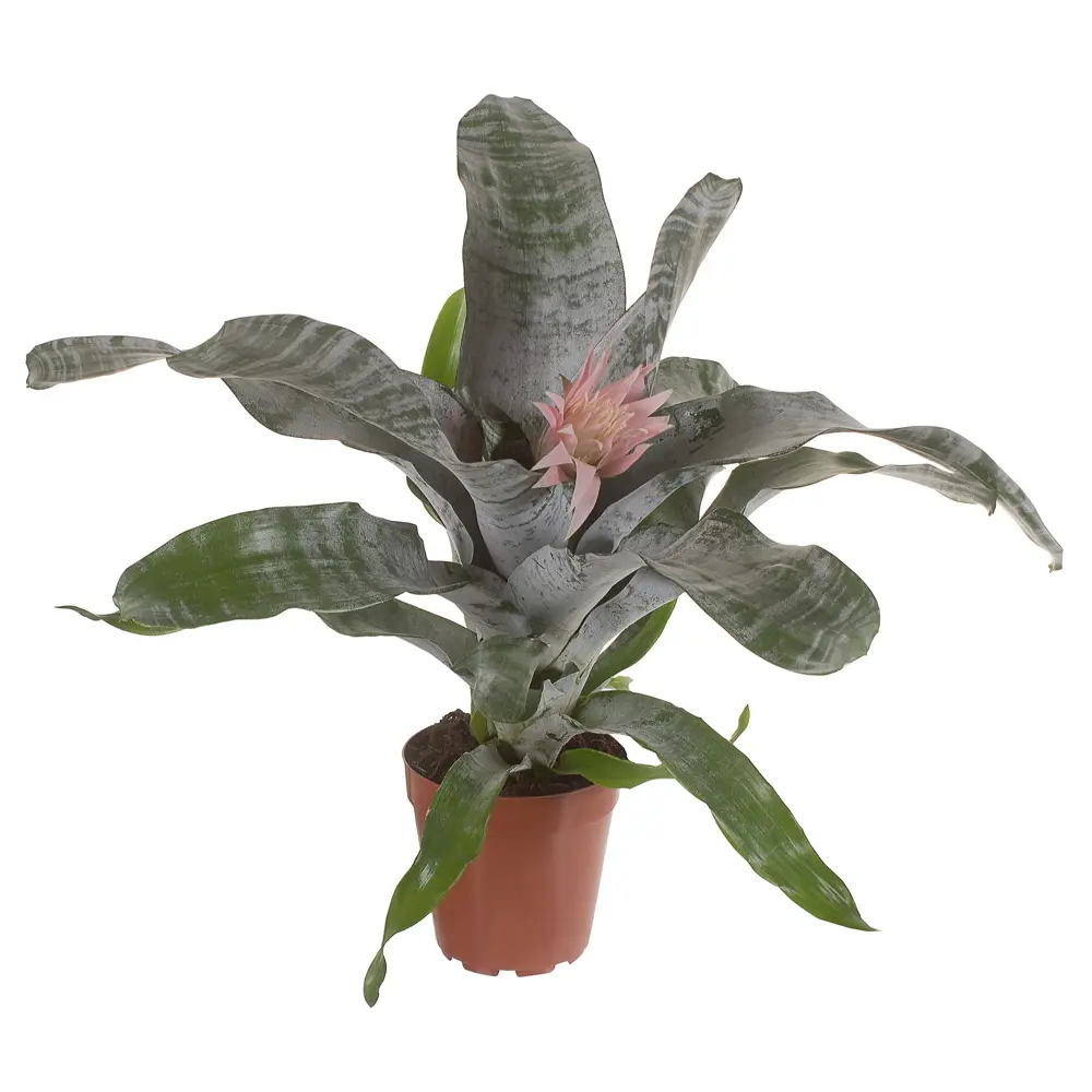 Santreyd Эхмея Примера - эксклюзивное комнатное растение с розовым цветением 14750291 STLM-0005086