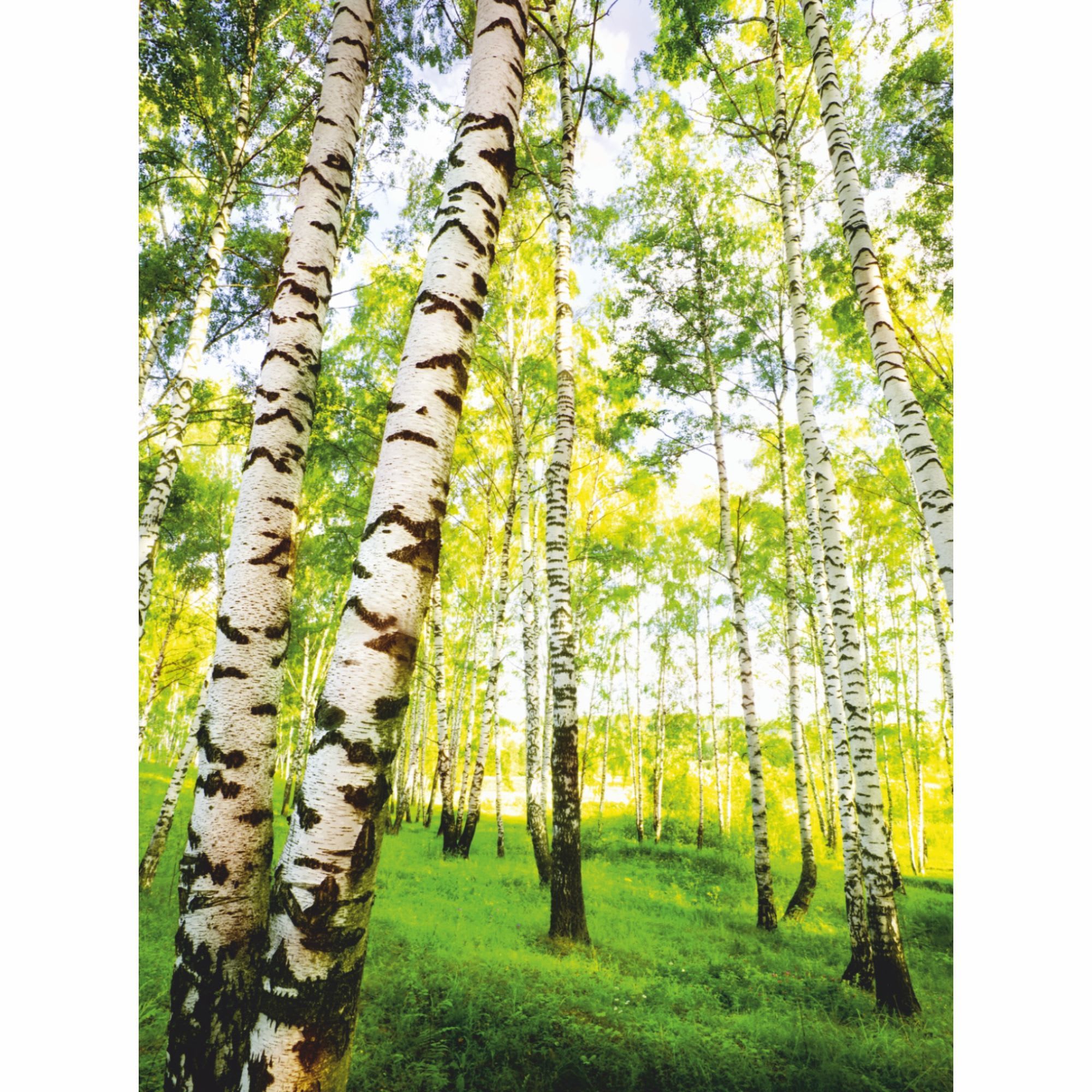 18087095 Фотообои бумажные «» 140x200 cм В березках Santreyd 