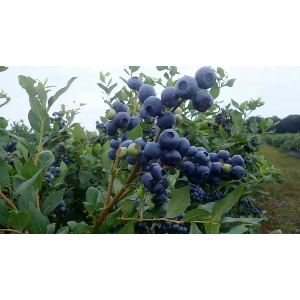 Голубика садовая Патриот ø13 h20 см 87691177 STLM-2105779 PLANTMARKET 