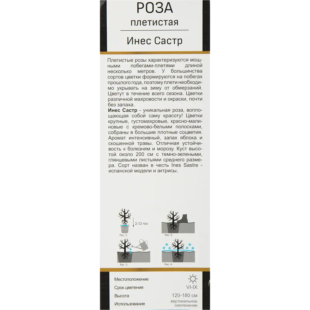 Роза Мейян плетистая Инес Састр 82527409 STLM-2102734 Santreyd  - Вид №1