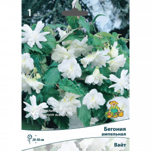 83593709 Бегония ампельная Вайт луковица 5/6