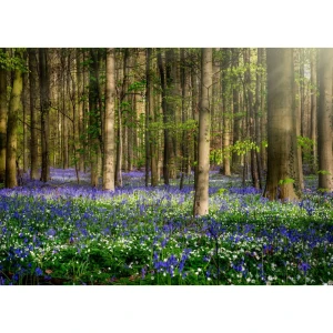 Фотообои бумажные «Вечный лес» 368x254 см